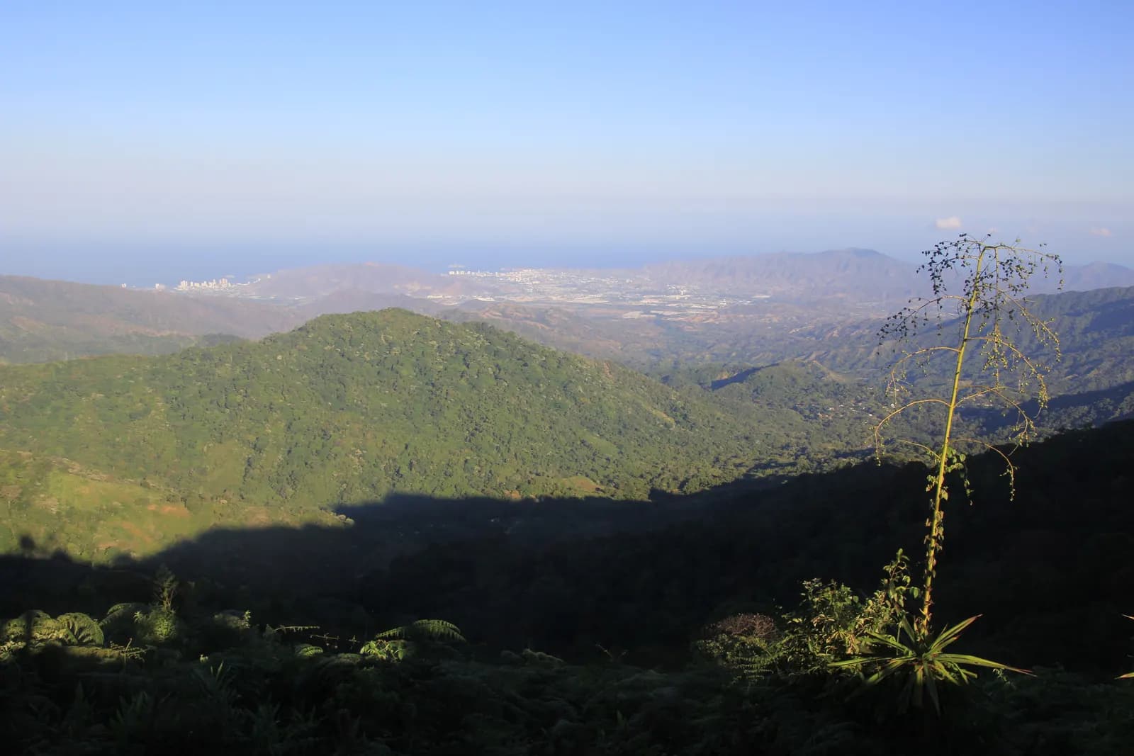 Minca
